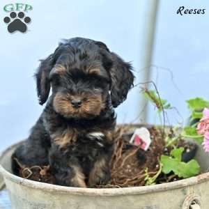 Reeses, Cockapoo Puppy