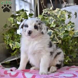 Jasmin, Australian Shepherd Puppy