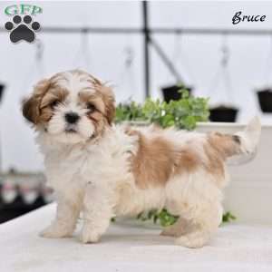Bruce, Shih Tzu Puppy