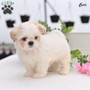Ben, Shih Tzu Puppy