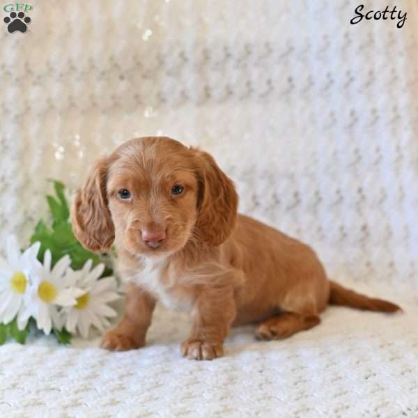 Scotty, Dachshund Puppy