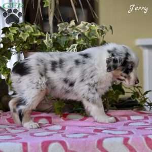 Jerry, Australian Shepherd Puppy