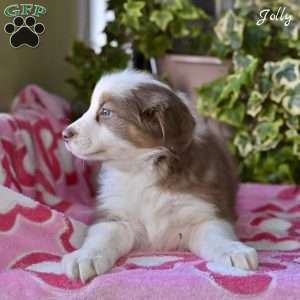 Jolly, Australian Shepherd Puppy