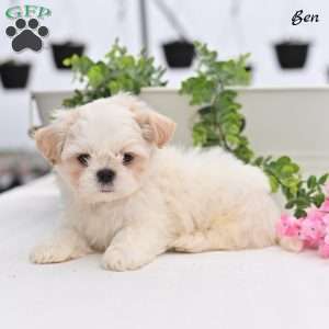 Bella, Shih Tzu Puppy