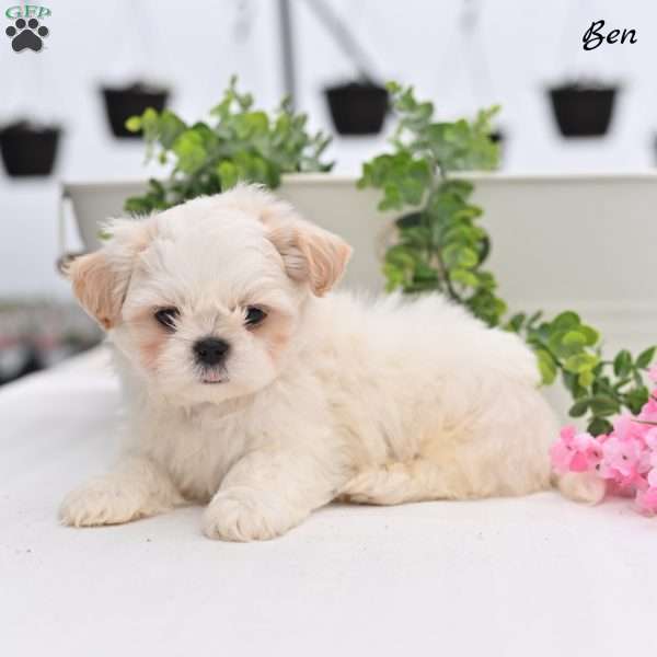 Ben, Shih Tzu Puppy