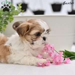 Baxter, Shih Tzu Puppy