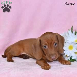 Cassie, Dachshund Puppy