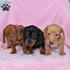 Candy, Dachshund Puppy