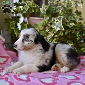 Janey, Australian Shepherd Puppy