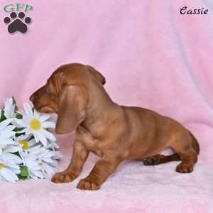 Cassie, Dachshund Puppy