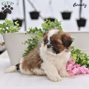 Beauty, Shih Tzu Puppy