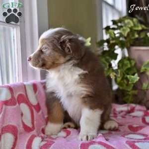 Jewel, Australian Shepherd Puppy