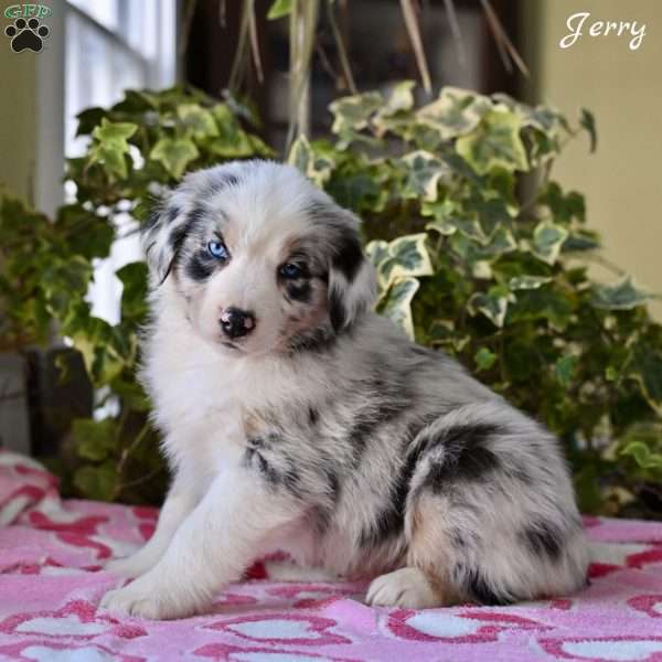 Jerry, Australian Shepherd Puppy