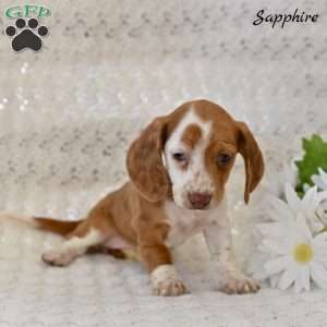 Sapphire, Dachshund Puppy