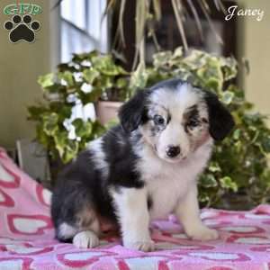 Janey, Australian Shepherd Puppy
