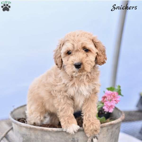 Snickers, Cockapoo Puppy