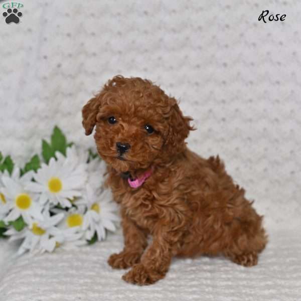 Rose, Toy Poodle Puppy