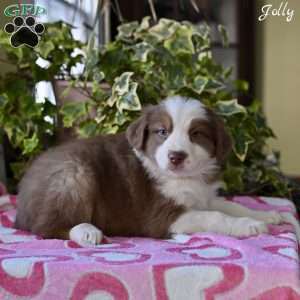 Jolly, Australian Shepherd Puppy