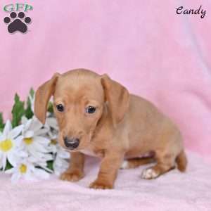 Candy, Dachshund Puppy