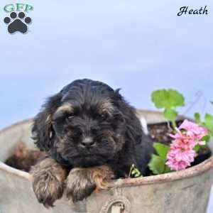 Heath, Cockapoo Puppy