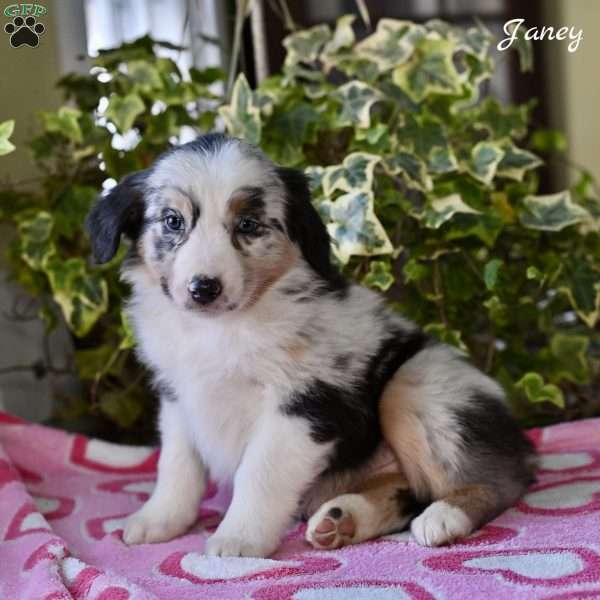Janey, Australian Shepherd Puppy