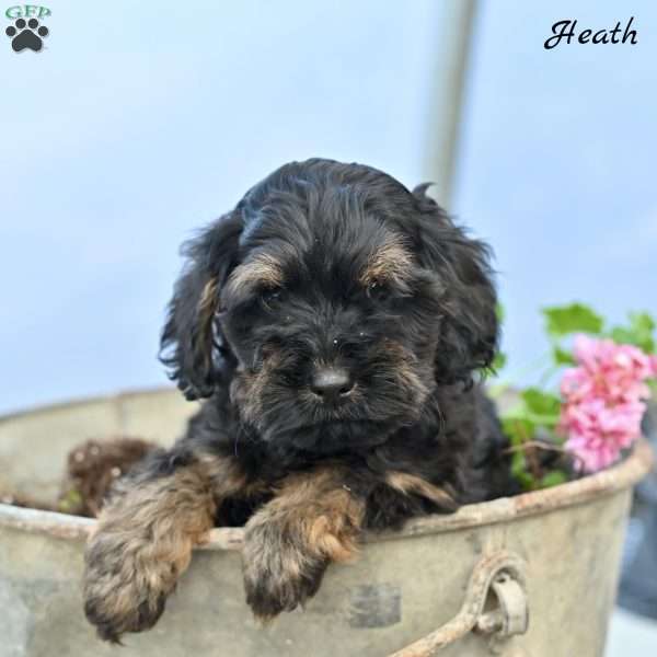 Heath, Cockapoo Puppy