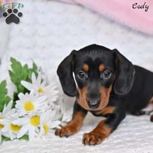 Cody, Dachshund Puppy