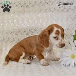 Sapphire, Dachshund Puppy
