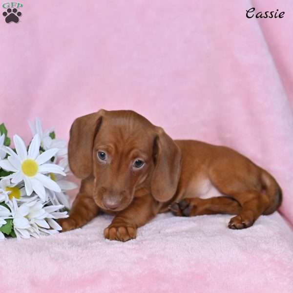 Cassie, Dachshund Puppy