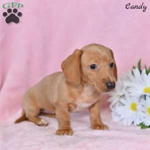 Candy, Dachshund Puppy