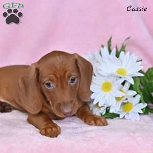 Cassie, Dachshund Puppy