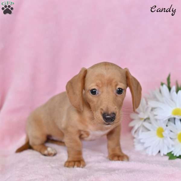 Candy, Dachshund Puppy