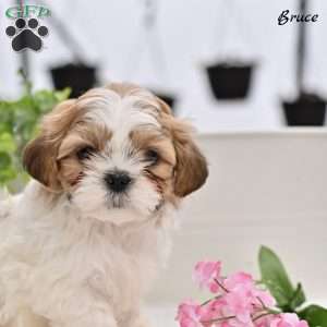 Bruce, Shih Tzu Puppy