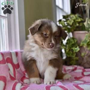 Jewel, Australian Shepherd Puppy