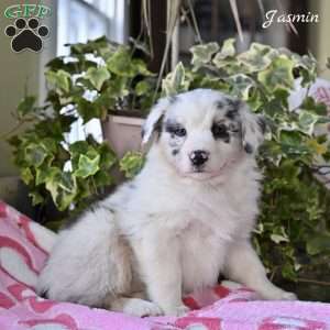 Jasmin, Australian Shepherd Puppy
