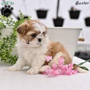 Baxter, Shih Tzu Puppy