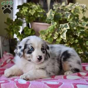 Jerry, Australian Shepherd Puppy