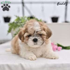 Buddy, Shih Tzu Puppy