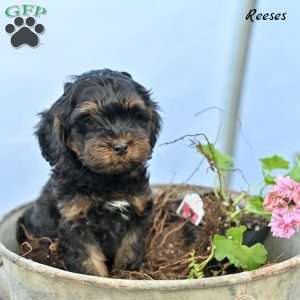 Reeses, Cockapoo Puppy