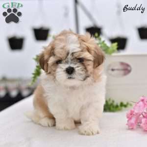 Buddy, Shih Tzu Puppy