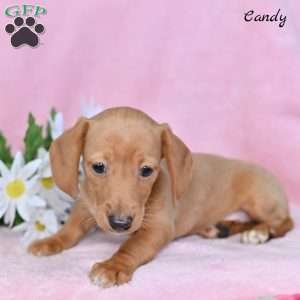 Candy, Dachshund Puppy