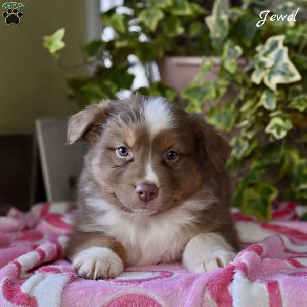 Jewel, Australian Shepherd Puppy