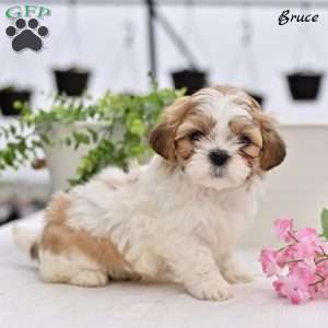 Bruce, Shih Tzu Puppy