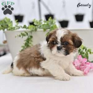 Beauty, Shih Tzu Puppy