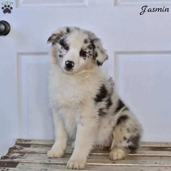 Jasmin, Australian Shepherd Puppy