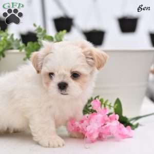 Ben, Shih Tzu Puppy