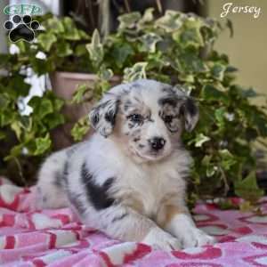 Jersey, Australian Shepherd Puppy