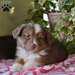 Jewel, Australian Shepherd Puppy