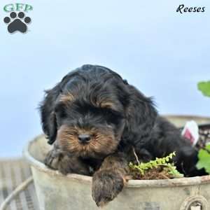 Reeses, Cockapoo Puppy