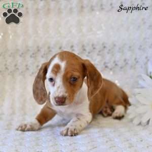 Sapphire, Dachshund Puppy